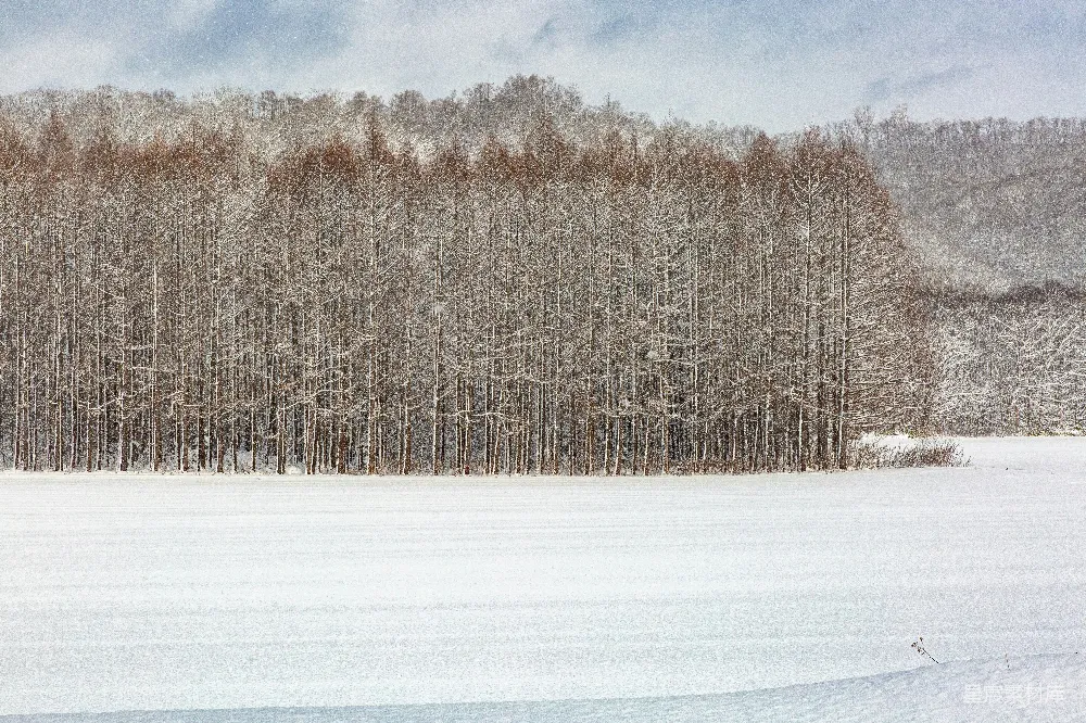 高清摄影 雪景 冬季 自然风光 静谧 寒冷 雪中的森林
