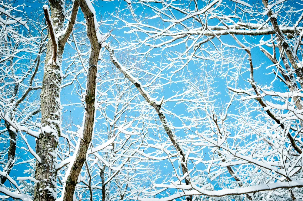 高清摄影 冬季 雪景 自然风光 户外 宁静 冬日雪景下的树木