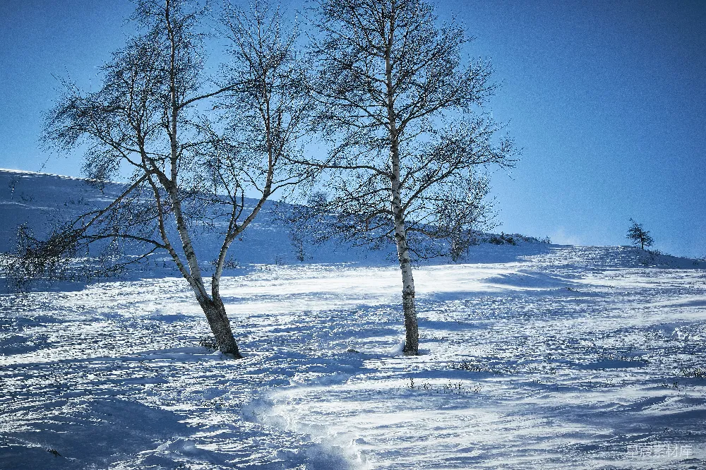 高清摄影 冬景 雪地 白桦树 孤独 自然 冬日雪原上的孤独白桦