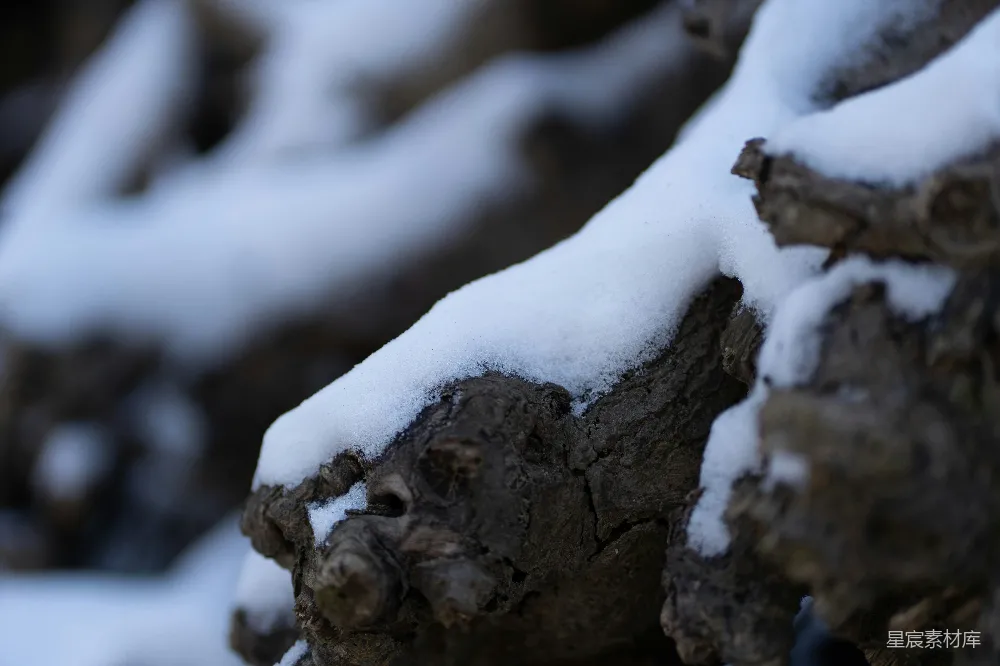 高清摄影 雪景 自然 冬日 树干 宁静 冬日树干上的雪
