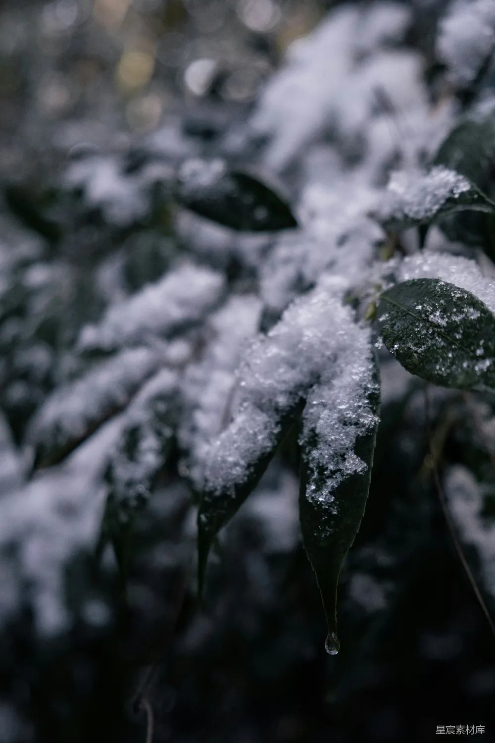 高清摄影 雪景 自然 冬日 静谧 绿叶 雪后静谧的绿叶