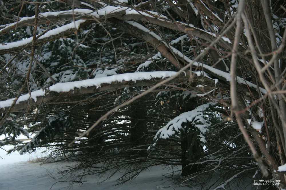 高清摄影 冬季 雪景 自然 冷色调 宁静 冬日雪景中的枯枝