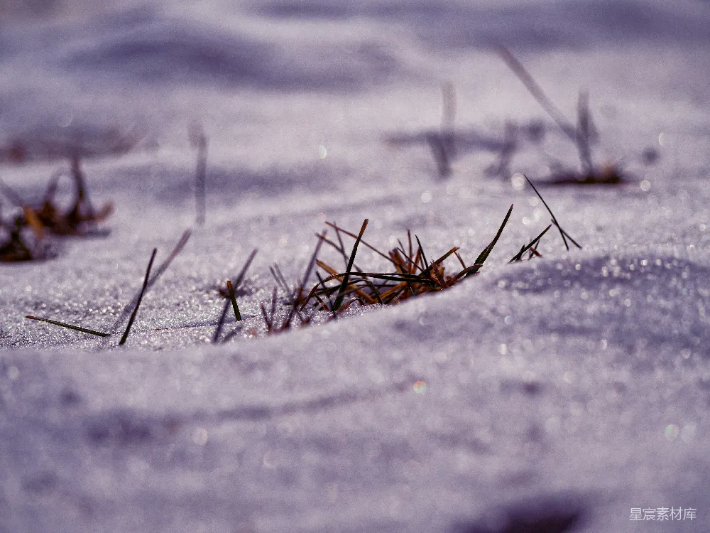 高清摄影 雪景 自然 冬日 静谧 微距 雪地中的草尖
