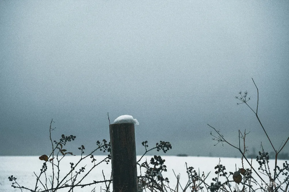 高清摄影 冬日 雪景 孤木 静谧 自然 冬日雪景中的孤木