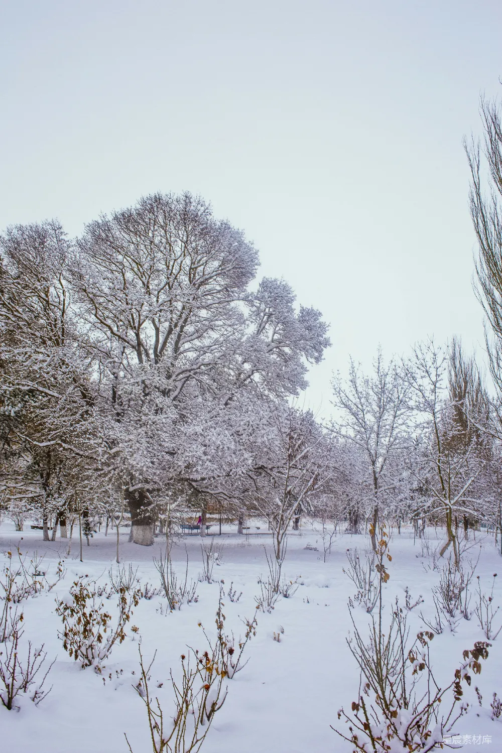 高清摄影 雪景 冬季 公园 自然 宁静 冬日雪景中的宁静公园