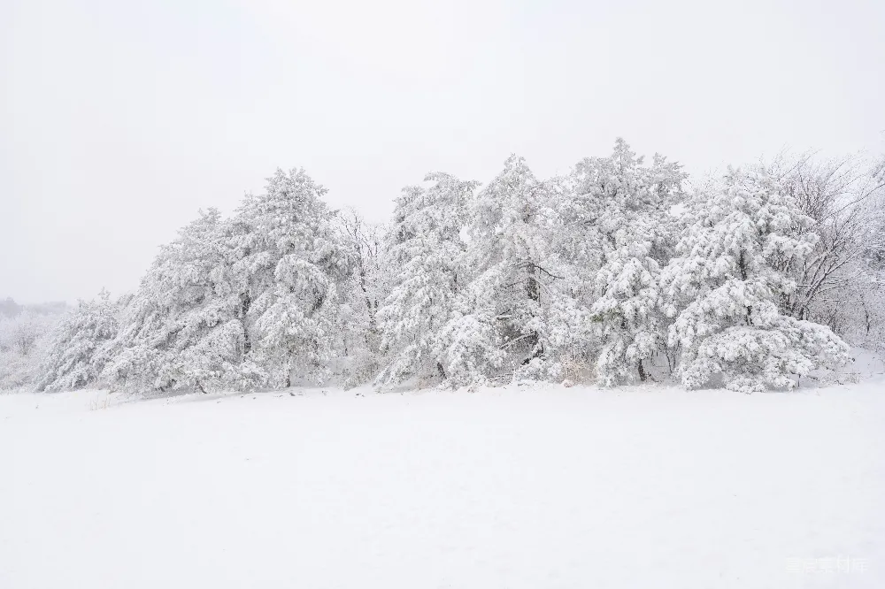 高清摄影 雪景 冬季 自然风光 松树 静谧 冬日雪景中的松树