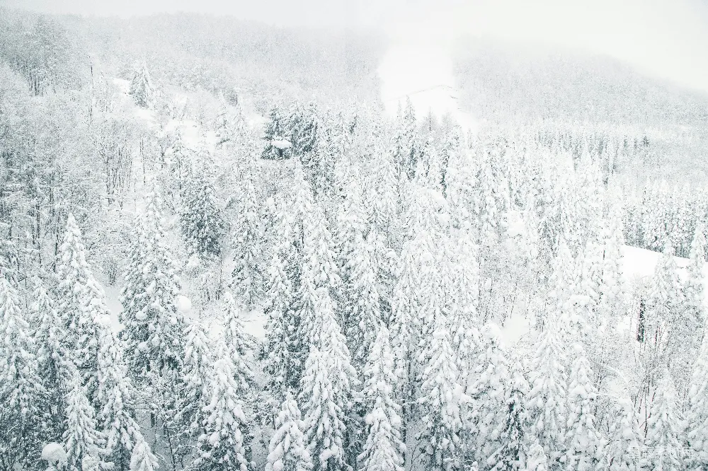 高清摄影 冬季 自然风光 雪景 森林 宁静 雪覆松林