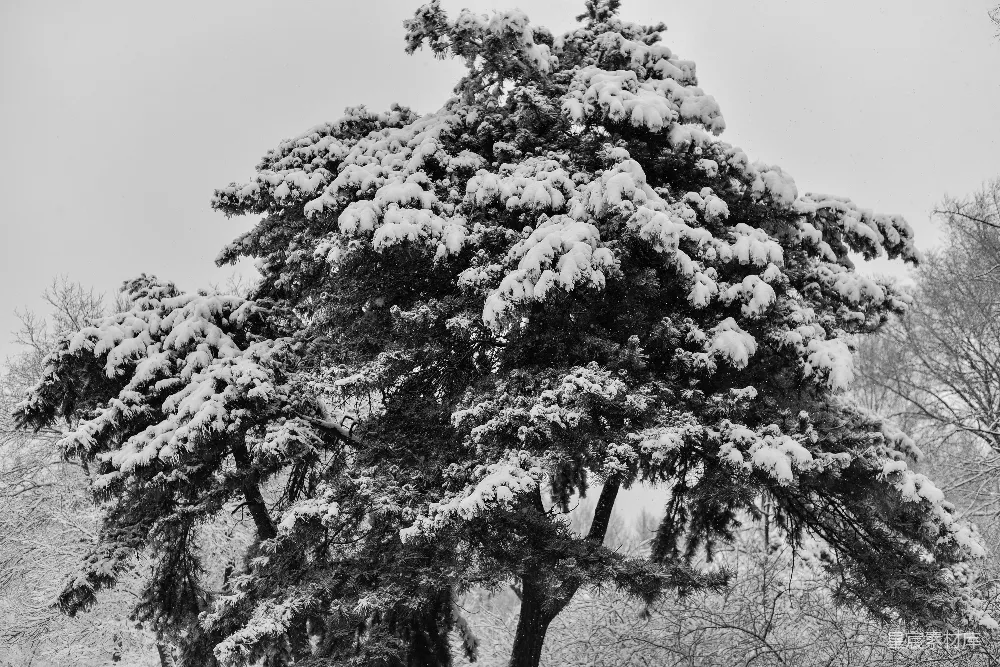 高清摄影 雪景 松树 黑白照片 自然风光 冬季 冬日雪景中的松树