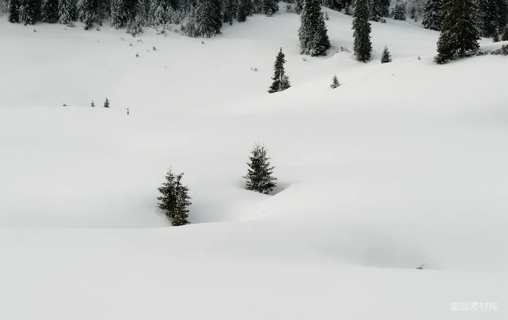 高清摄影 雪地 松树 自然风光 冬季 户外 雪地里的松树