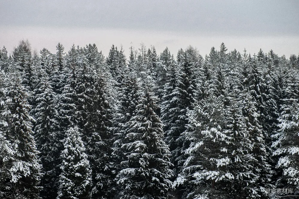 高清摄影 冬季 森林 雪景 自然 宁静 冬日松林