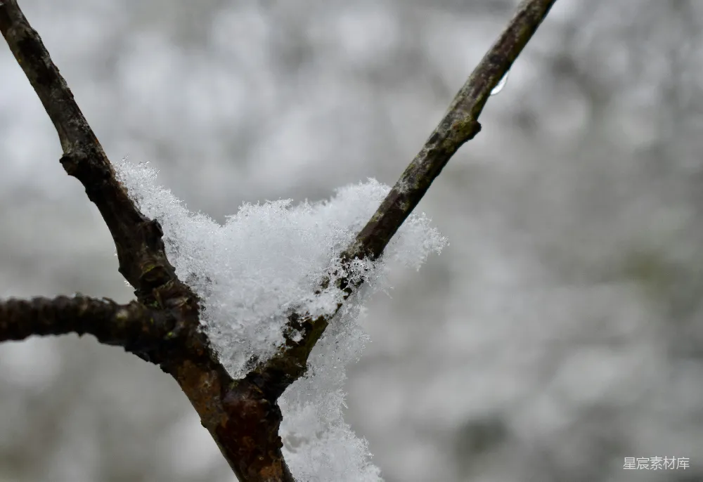 高清摄影 冬日 自然 雪景 树枝 宁静 冬日树枝上的雪