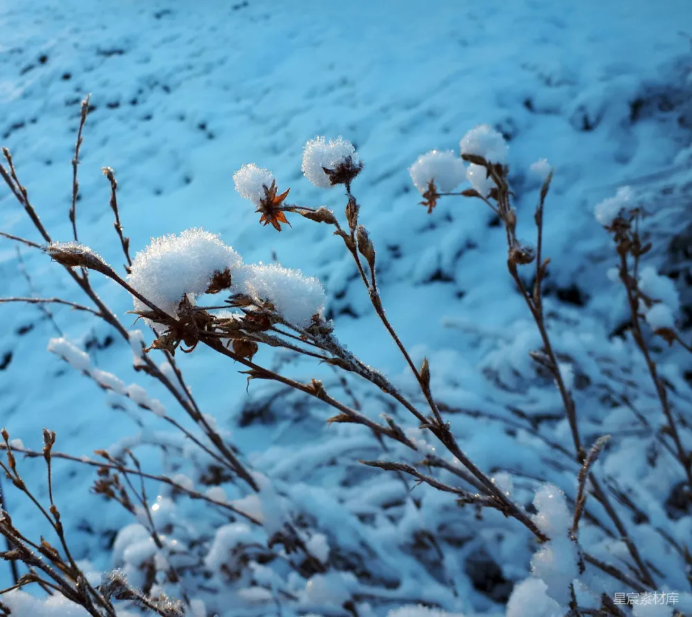 高清摄影 冬季 自然风光 雪景 枯枝 雪球 冬日雪地里的枯枝雪球