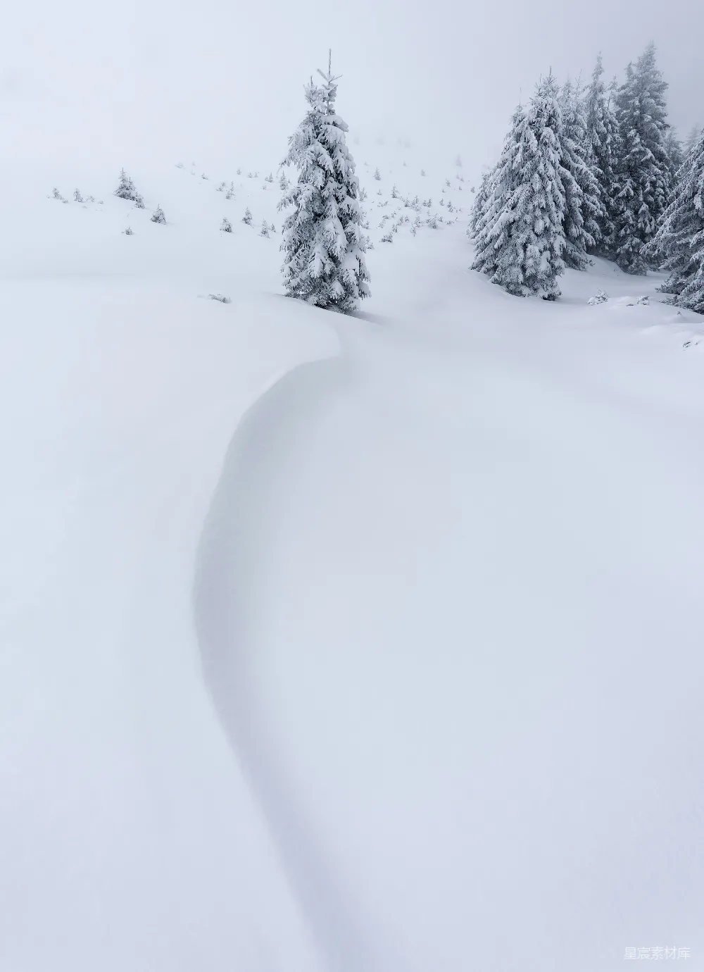 高清摄影 雪景 自然 冬日 森林 宁静 雪中的松树