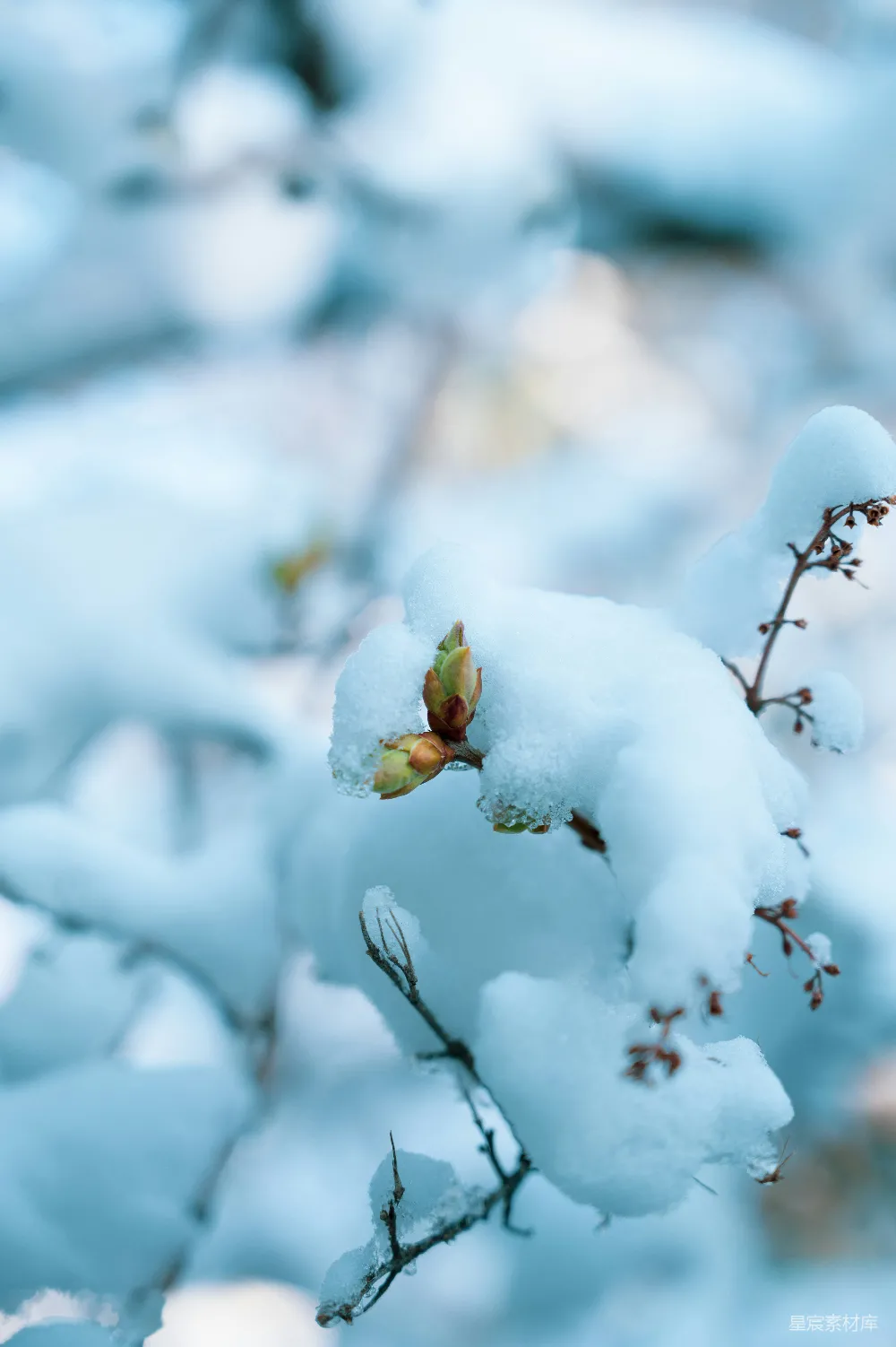 高清摄影 雪景 自然 植物 冬日 静谧 冬日雪中的嫩芽
