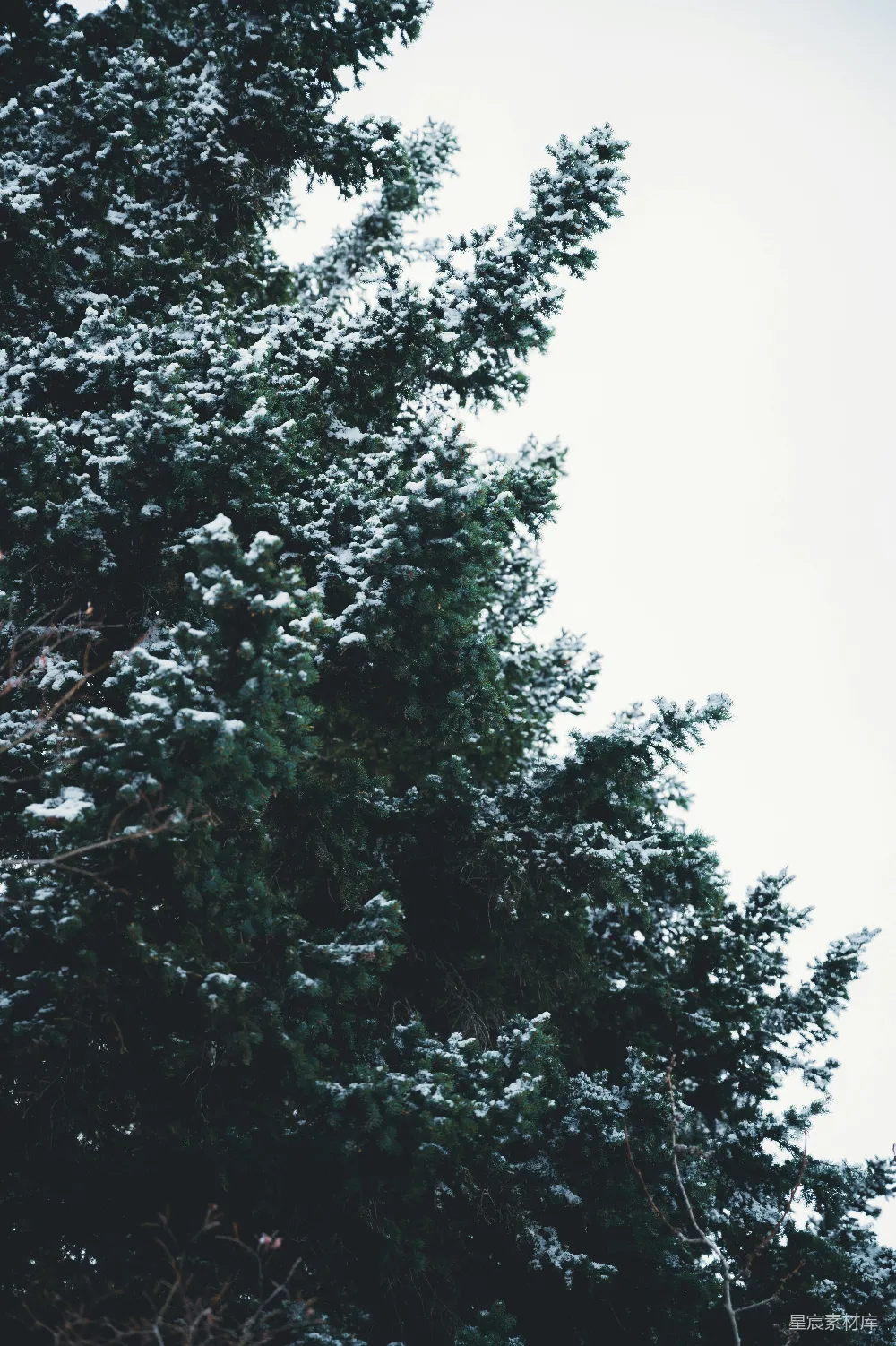 高清摄影 雪景 自然 松树 冬季 宁静 冬日松树