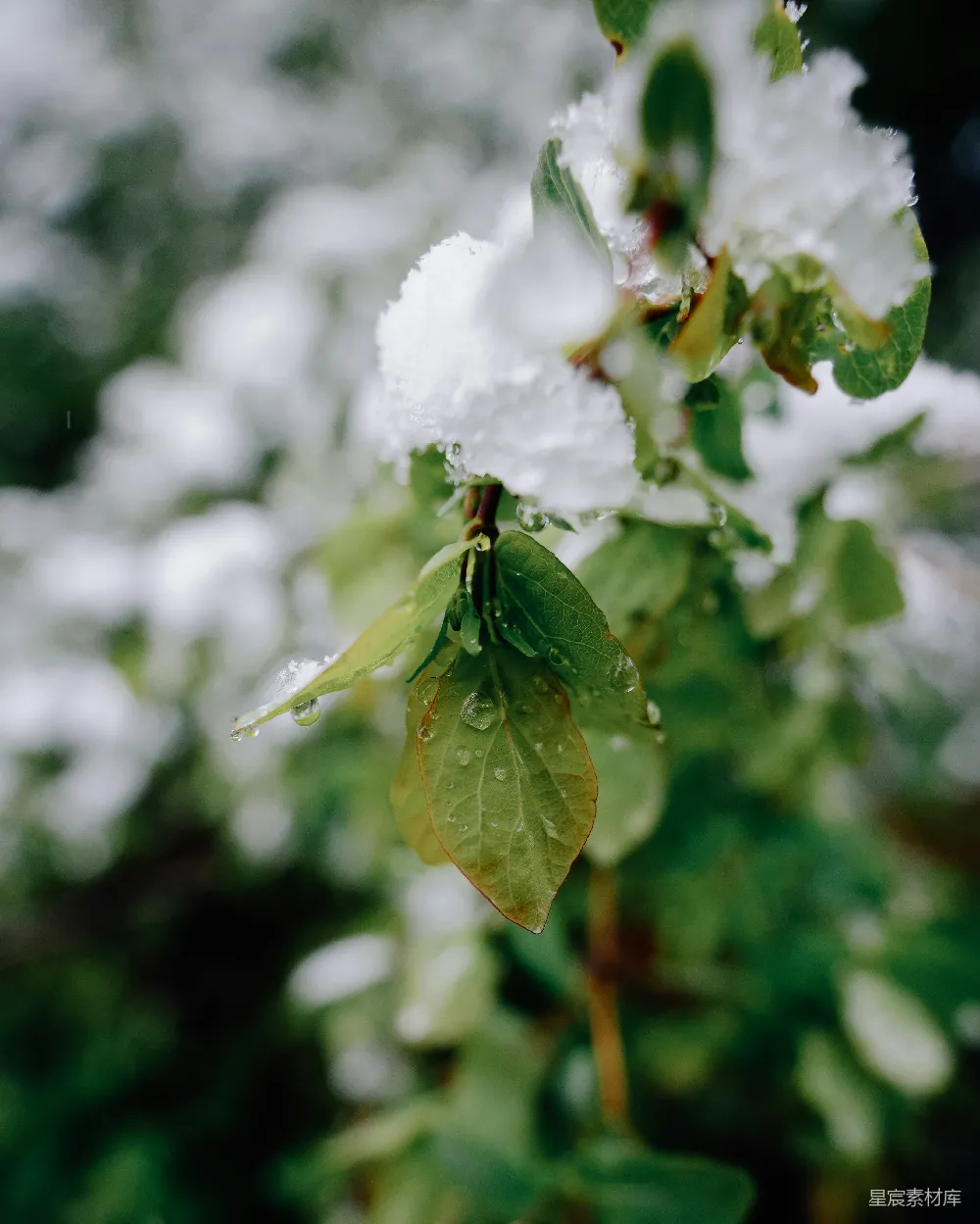 高清摄影 自然 冬季 植物 雪景 静谧 冬日的绿叶与雪花