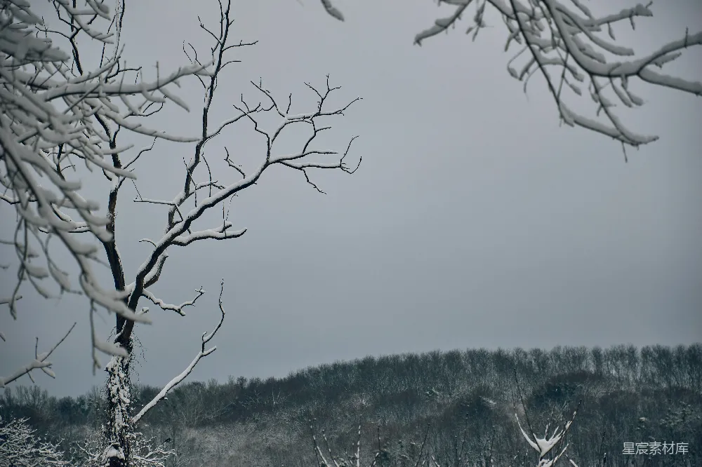 高清摄影 冬天 雪景 自然 树木 宁静 冬日雪景中的孤树