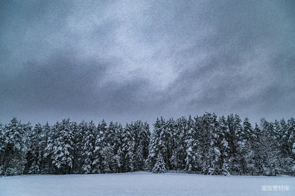 高清摄影 雪景 森林 冬季 自然风光 宁静 冬日雪林