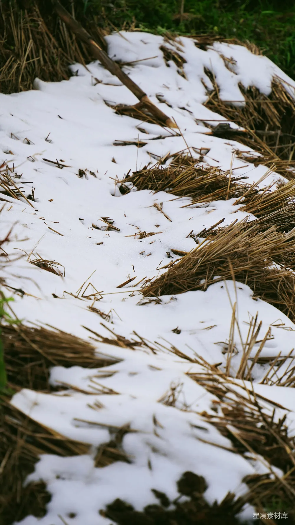 高清摄影 雪地 枯草 自然 冬季 户外 雪地上的枯草