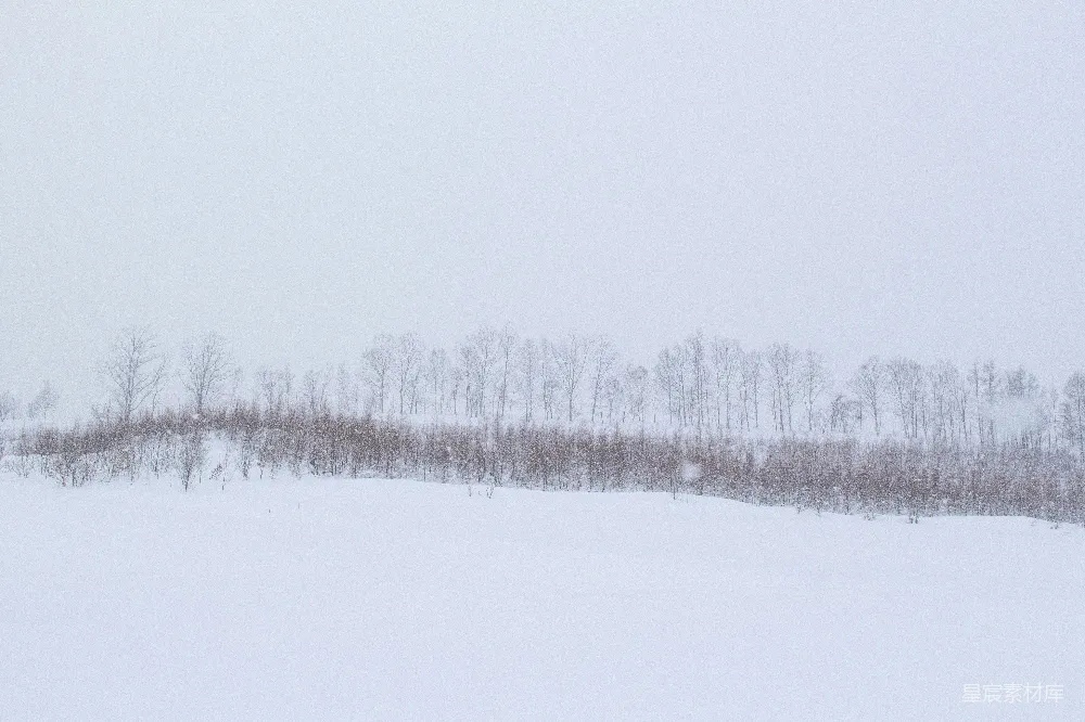 高清摄影 冬季 雪景 自然 森林 宁静 冬日雪景中的静谧树林