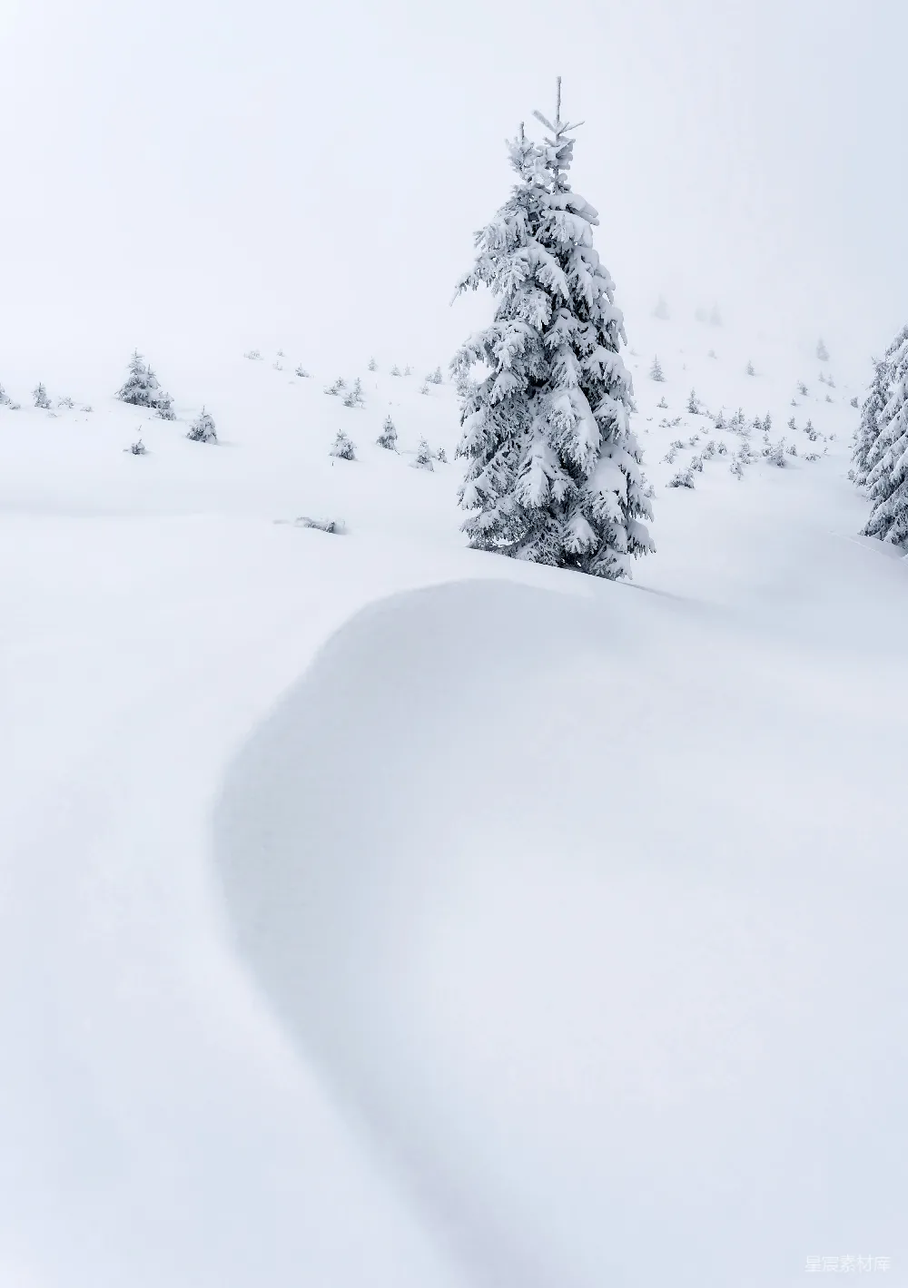 高清摄影 雪景 自然风光 冬季 户外 宁静 雪中的松树
