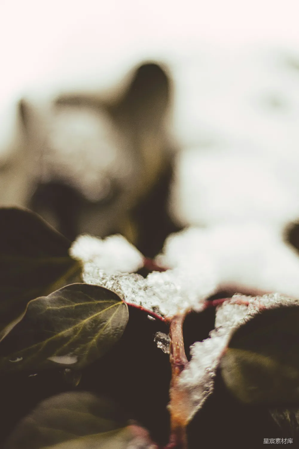 高清摄影 植物 冬季 自然 雪景 细节 雪中的植物枝条