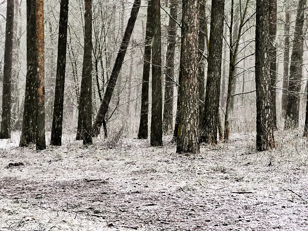 高清摄影 森林 冬季 自然 雪景 宁静 冬日森林