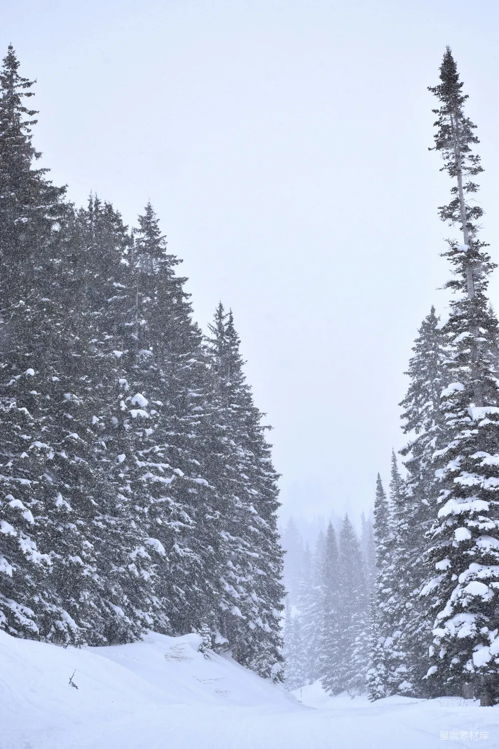 高清摄影 雪景 自然风光 冬日 森林 宁静 雪中的松树林