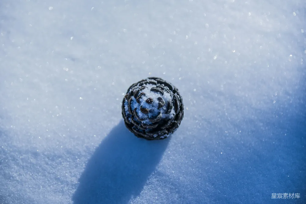 高清摄影 雪景 自然 冬日 户外 静谧 雪地松果