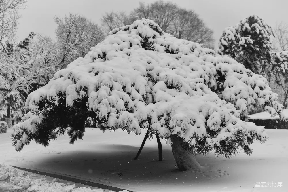 高清摄影 雪景 冬季 自然 树木 黑白 冬日雪景中的松树