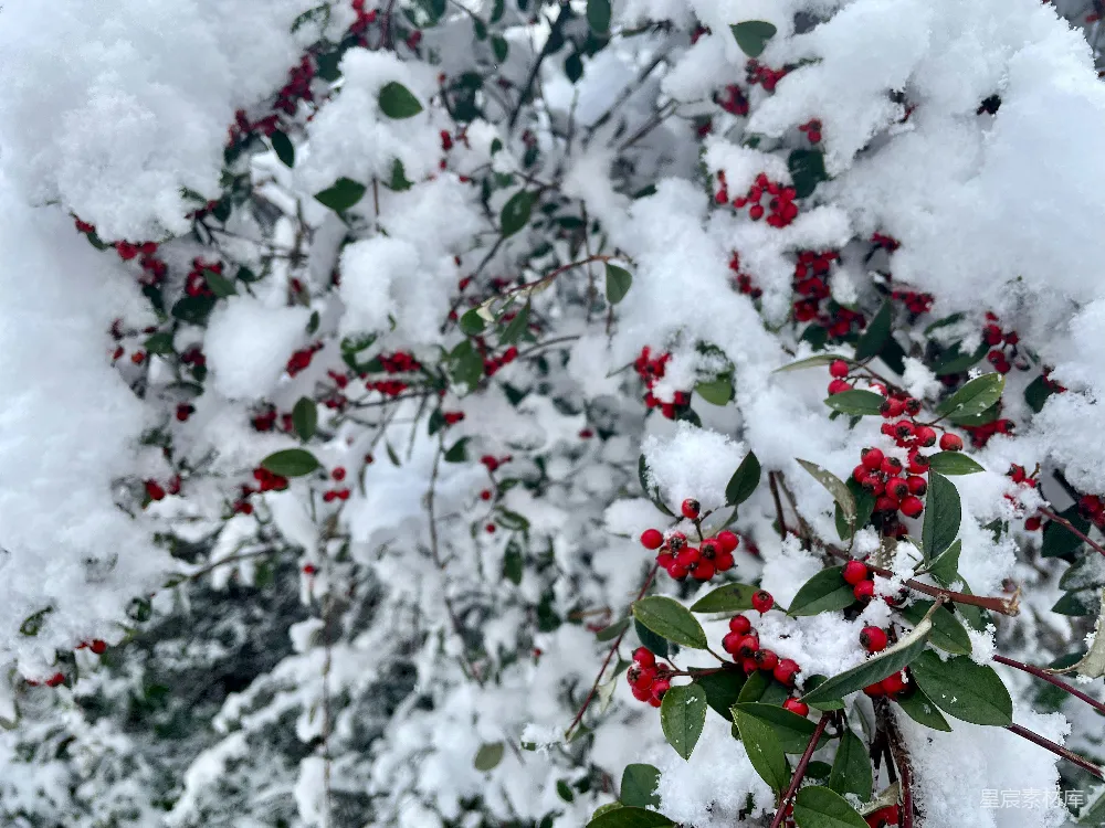 高清摄影 冬景 雪景 自然风光 红色果实 冬季 冬日雪景中的红果子