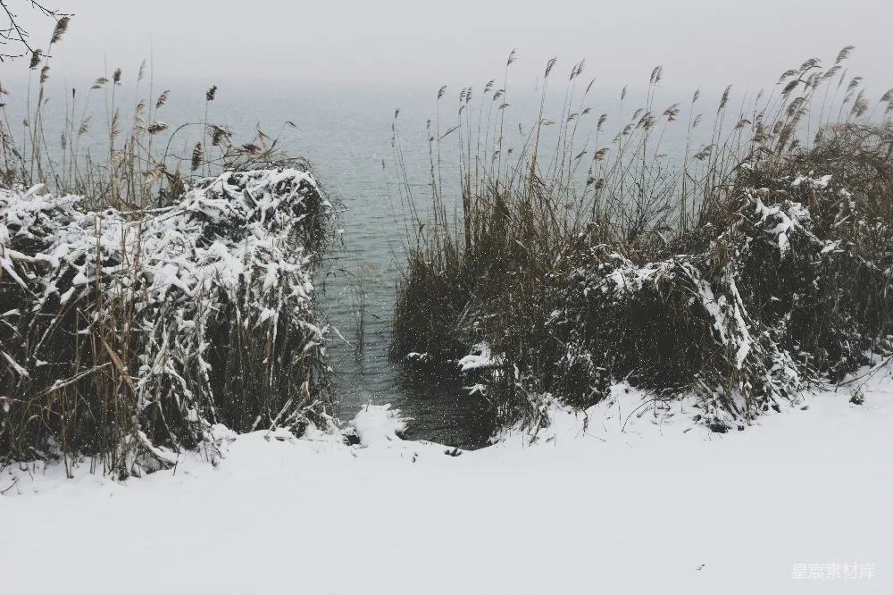 高清摄影 冬日 芦苇 湖泊 雪景 自然 冬日湖畔的芦苇