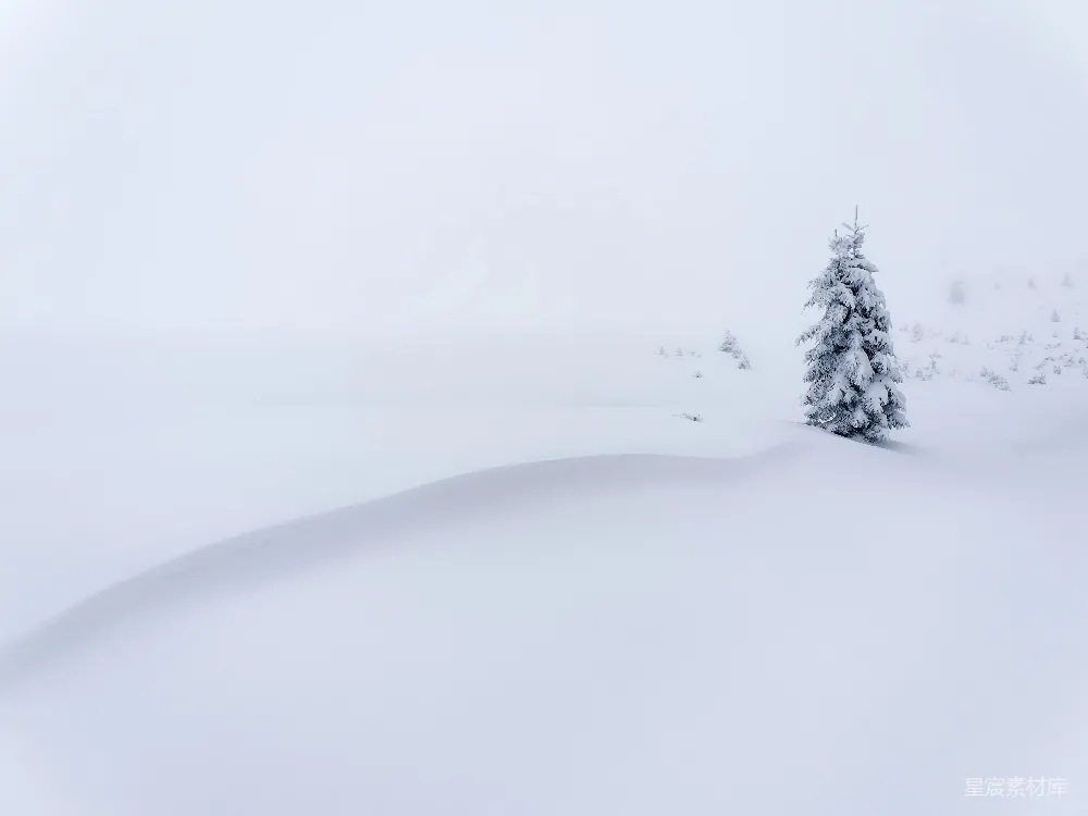 高清摄影 雪景 冬季 自然 宁静 孤独 雪地里的孤树