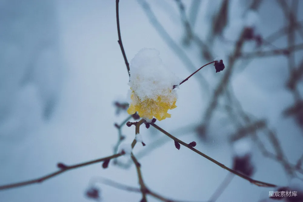 高清摄影 冬日 自然 静谧 枯叶 雪景 雪中枯叶