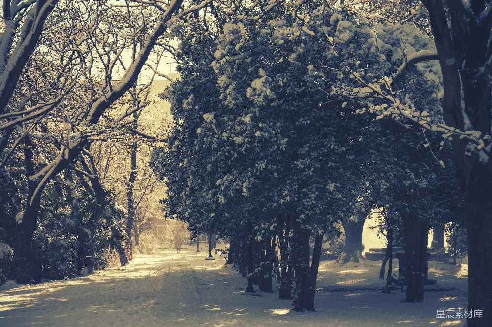 高清摄影 冬景 雪景 公园 宁静 自然 冬日雪景中的静谧小径