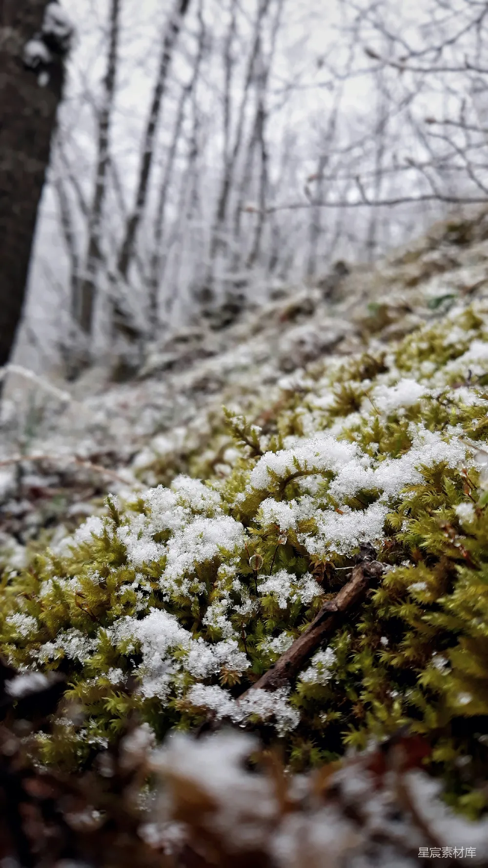 高清摄影 雪 苔藓 冬日 自然 宁静 雪覆苔藓的宁静冬日