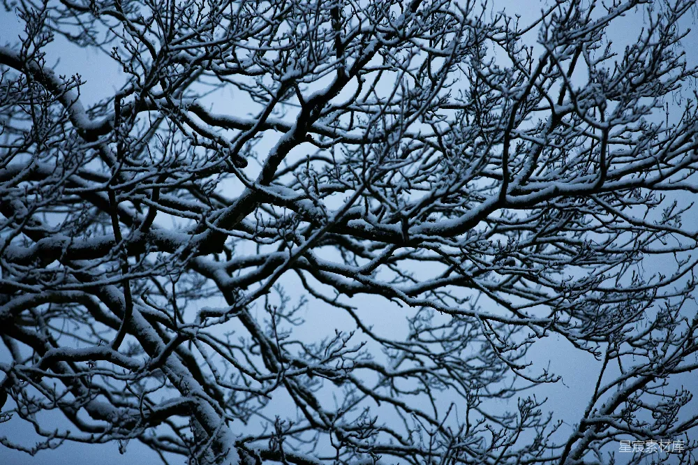 高清摄影 雪景 树枝 自然风光 冬季 宁静 冬日雪景中的枝条