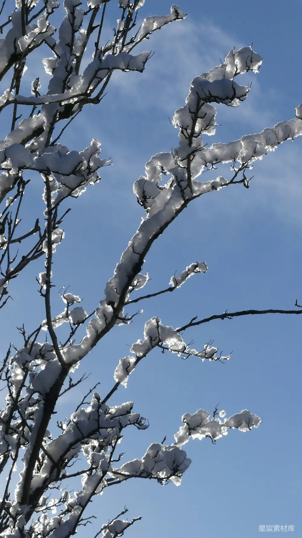 高清摄影 雪景 树枝 冬季 自然风光 静谧 冬日雪景下的树枝