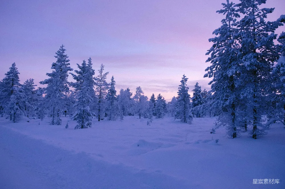 高清摄影 雪景 冬季 自然风光 静谧 森林 冬日雪景中的静谧森林