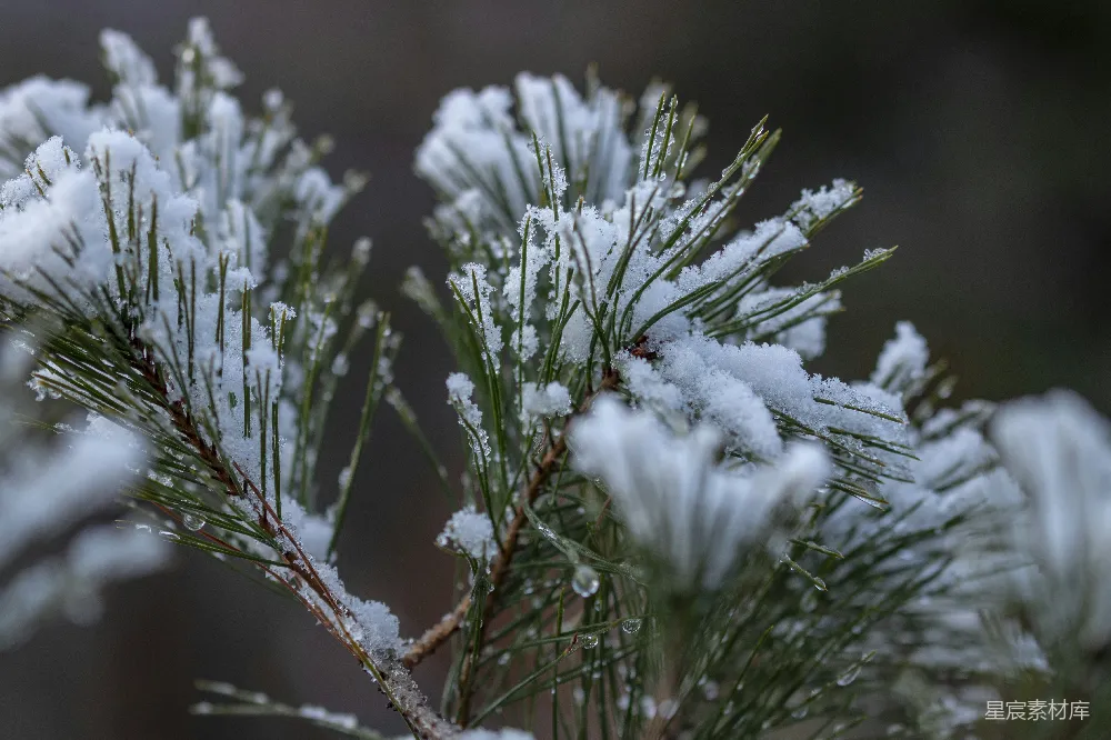 高清摄影 冬景 自然 雪景 松树 宁静 冬日松枝上的雪景