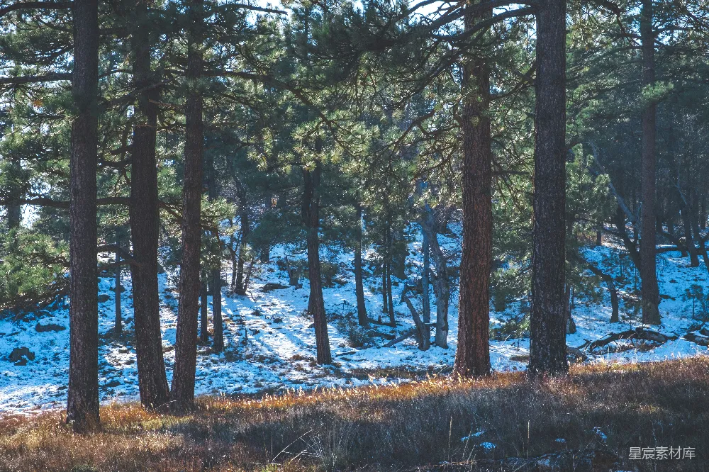 高清摄影 冬季 森林 自然 雪景 宁静 冬日松林