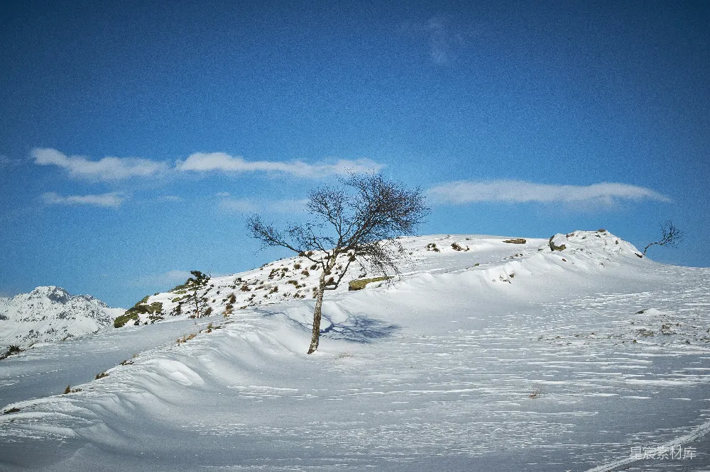 高清摄影 雪景 冬季 自然 孤独 风景 雪后的孤独树