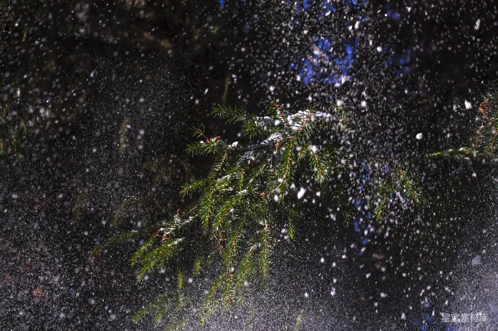 高清摄影 雪景 自然 冬日 松树 宁静 冬夜松枝上的雪花