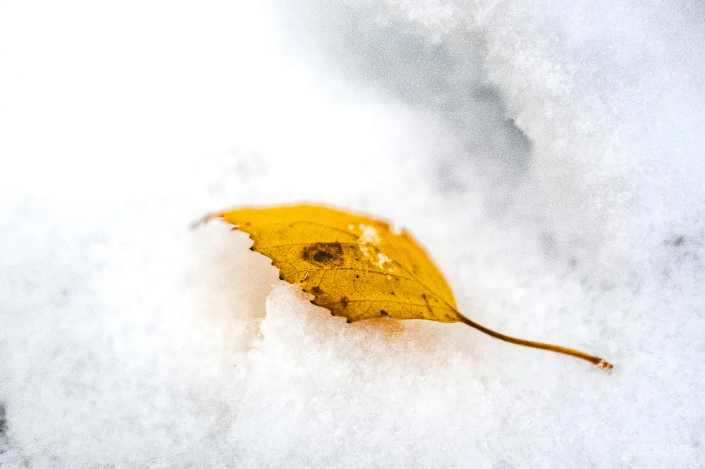 高清摄影 雪景 落叶 自然 冬季 宁静 雪地里的黄色落叶