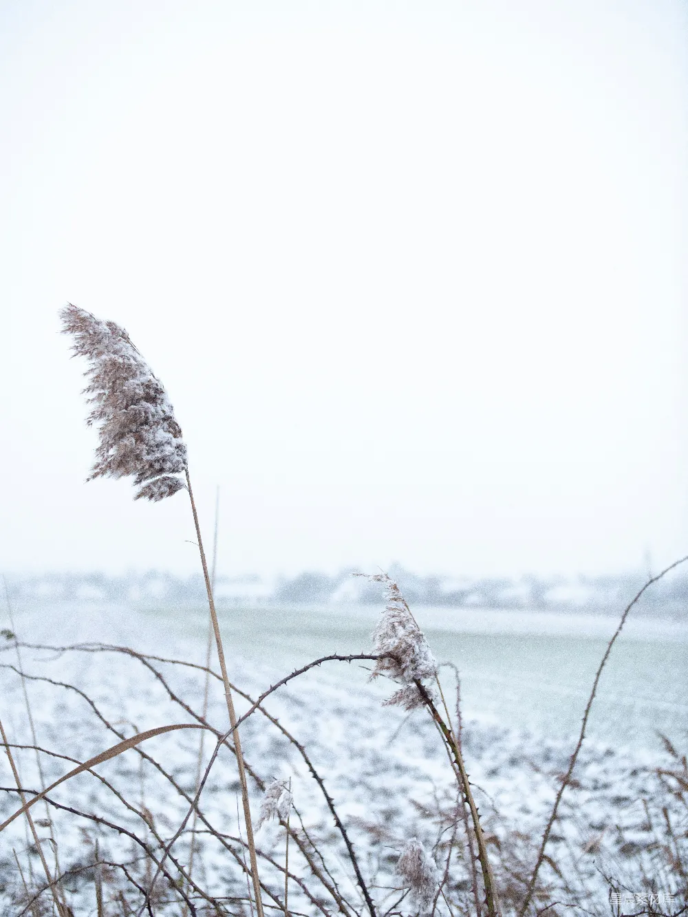 高清摄影 冬景 自然 雪景 芦苇 宁静 冬日雪地中的芦苇