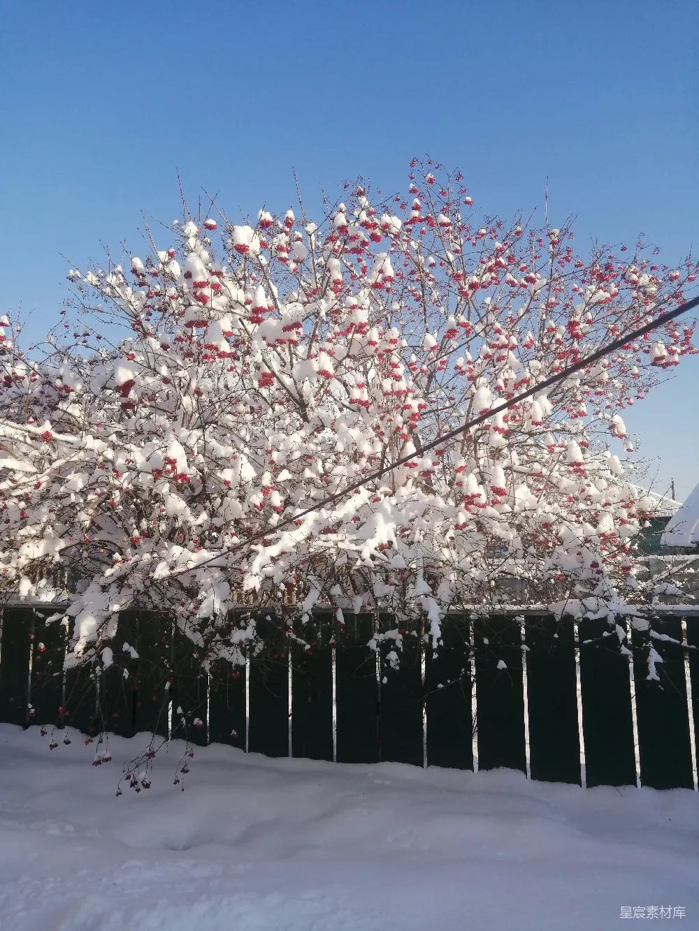 高清摄影 冬季 雪景 自然 红果 户外 冬日雪景中的红果树