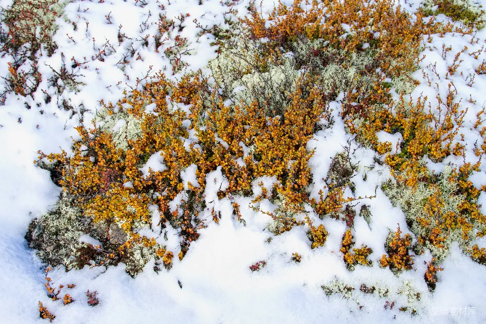 高清摄影 雪地 植物 自然 冬季 户外 雪地中的多彩植物
