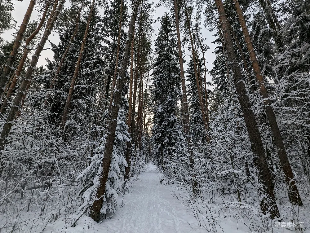 高清摄影 冬景 雪景 森林 自然 户外 冬日雪林小径