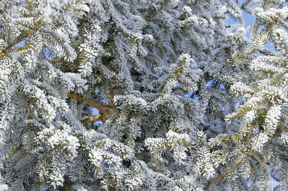 高清摄影 雪景 松树 冬季 自然风光 户外 冬日松枝雪景