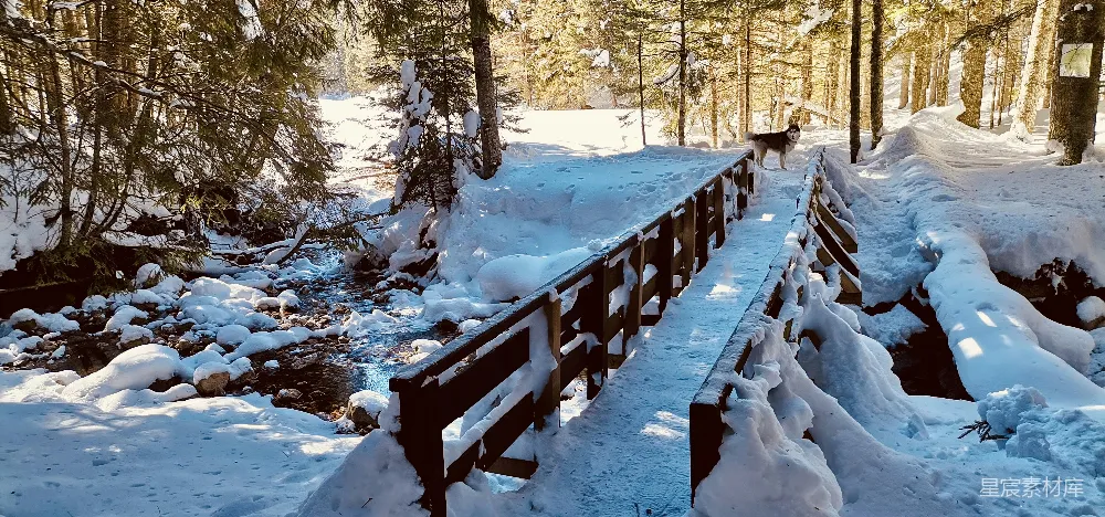 高清摄影 冬季 自然风光 雪景 户外 宁静 冬日雪景中的木桥与哈士奇